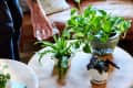 Person watering potted houseplants on a wooden table, with a sofa in the background.