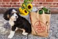 Fluffy black and white puppy next to a Trader Joe's paper bag with sunflowers and greens.