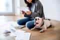 Woman sitting on floor with papers and calculator, next to a yawning bulldog.