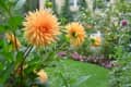 Orange dahlia in a garden