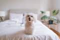 cute small maltese dog sitting on bed looking at the camera
