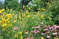 black eyed susans in garden