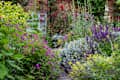 Stunning mix of flowers including geraniums and hollyhocks, photographed in a cottage garden in North Norfolk UK.