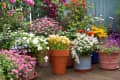 Patio area surrounded by various colourful potted plants. Container gardening ides.