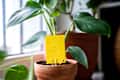 Fungus gnats stuck on yellow sticky trap closeup. Non-toxic flypaper for Sciaridae insect pests around potted Philodendron houseplant on windowsill at home. Eco plant pest control indoor.