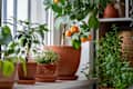 Tangerine tree with fruits in terracotta pot on windowsill at home. Calamondin citrus and houseplants, mint herb, lemon balm. Indoor gardening concept. Citrus plant for interior. Selective soft focus