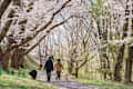 Sakura Cherry Blossom in Spring season, people and dog in Tendo Park or Maizuru Park landmark popular for tourist attractions in Yamagata prefecture, Tohoku, Japan