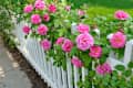 Pink roses climbing on white fence