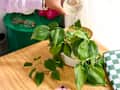 A hand watering a green pothos plant in a white pot on a wooden table, with glasses and a checkered notebook nearby.