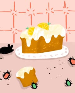 Insect Pest Solutions Kitchn