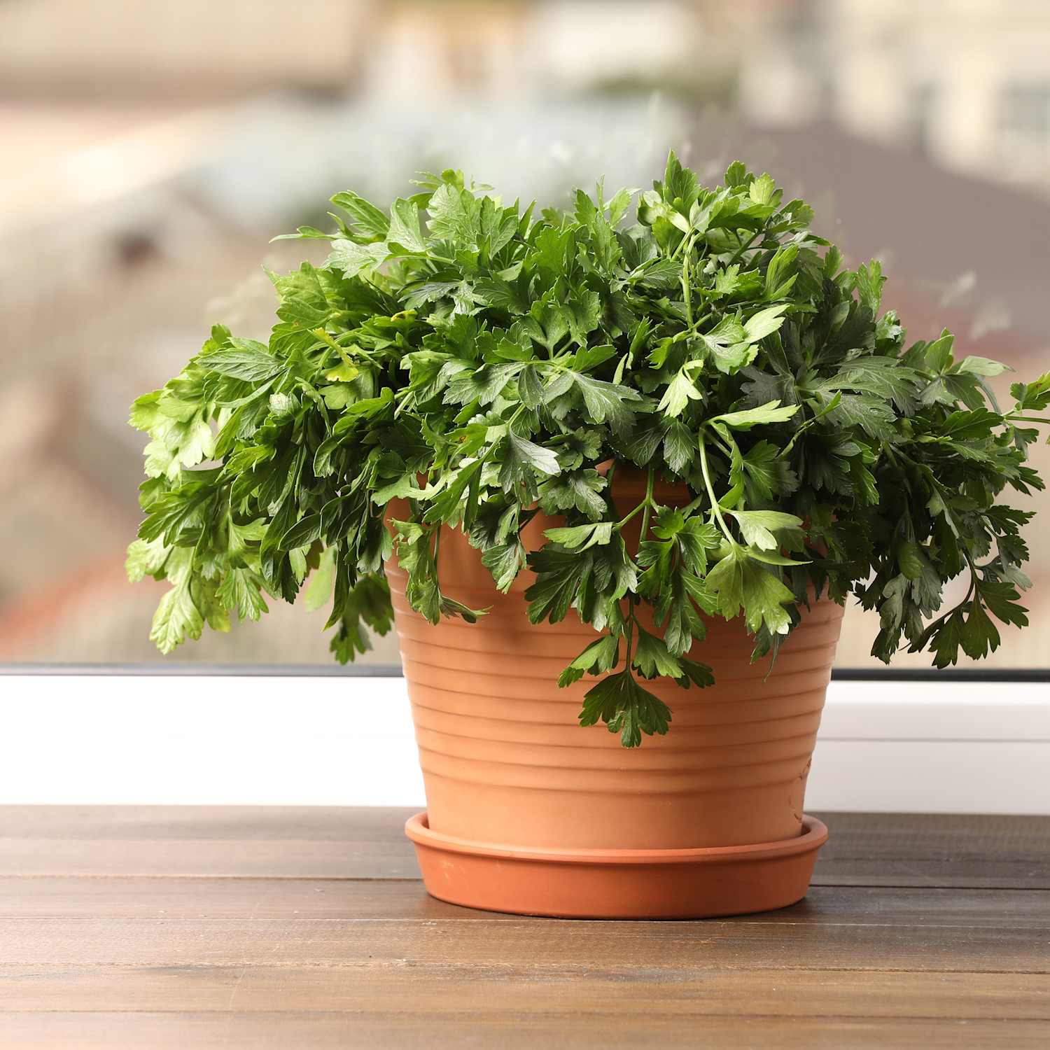 parsley plant in pot fresh green leaves kitchen garden easy growing- for people over 50