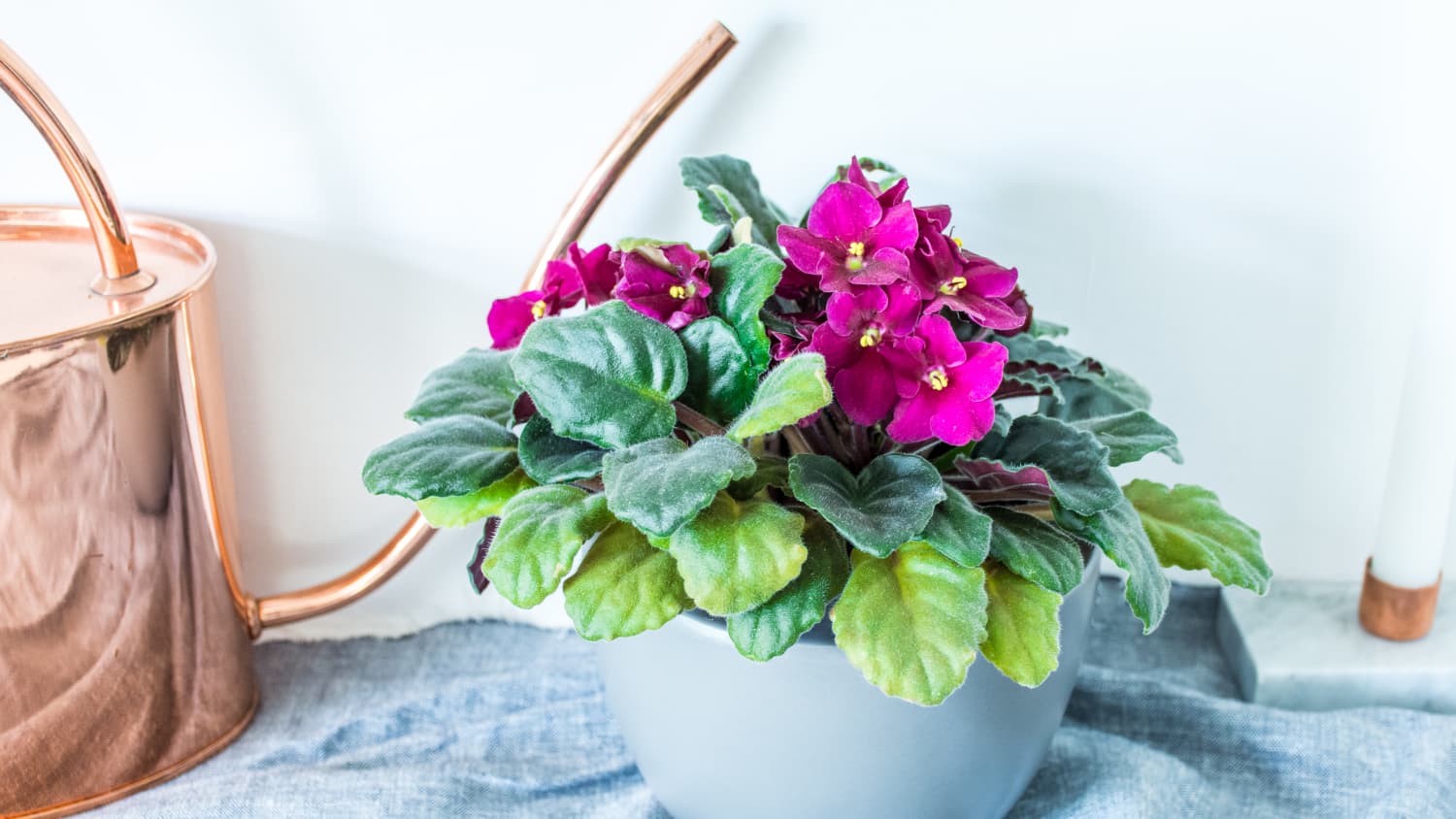 African Violets Care How To Grow Maintain African Violet