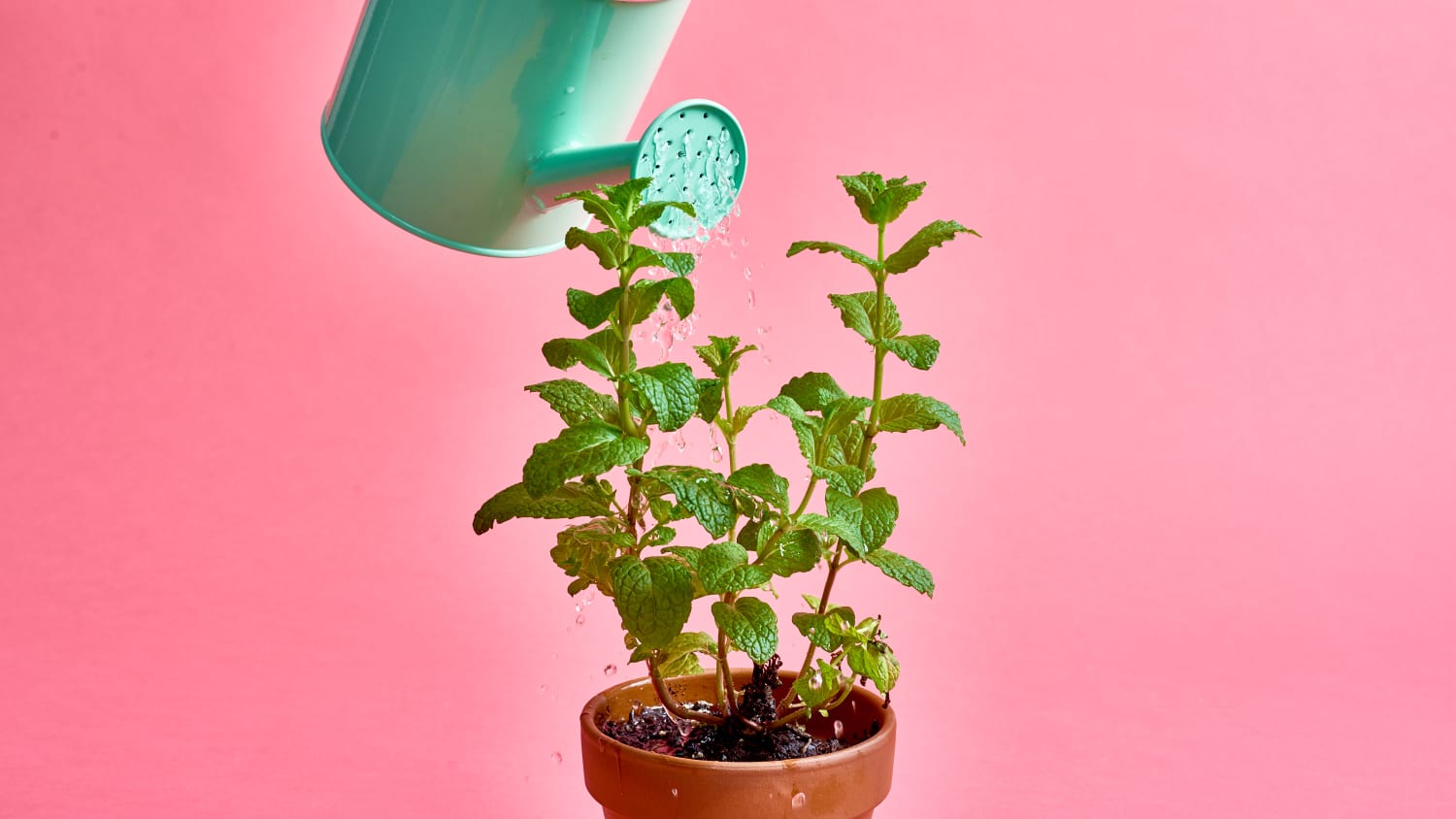 filter plant water Nano Pitcher
