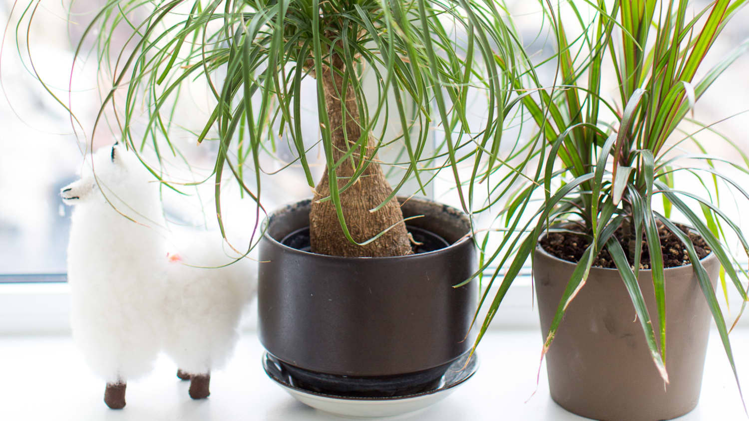 Ponytail Palm Tree Care How To Grow Maintain Ponytail Palm