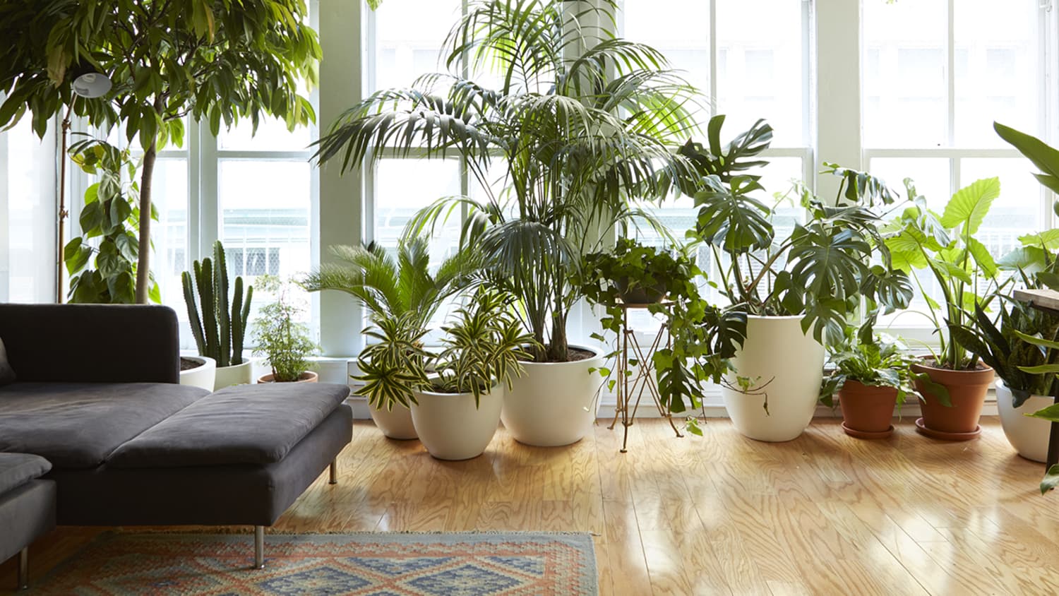 Buying Indoor Plants Online 