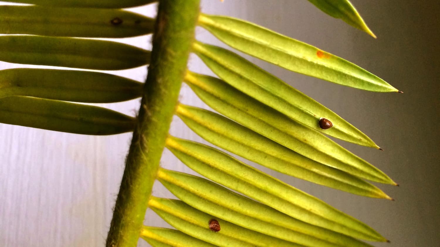 What Are The Small Brown Bugs On My Houseplants Dealing With Scale Pests Apartment Therapy