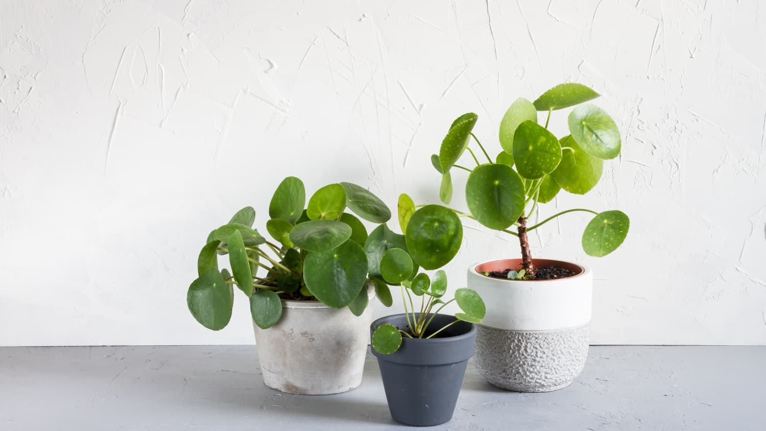 Chinese Money Plant Care - How to Grow & Maintain Pilea | Apartment Therapy