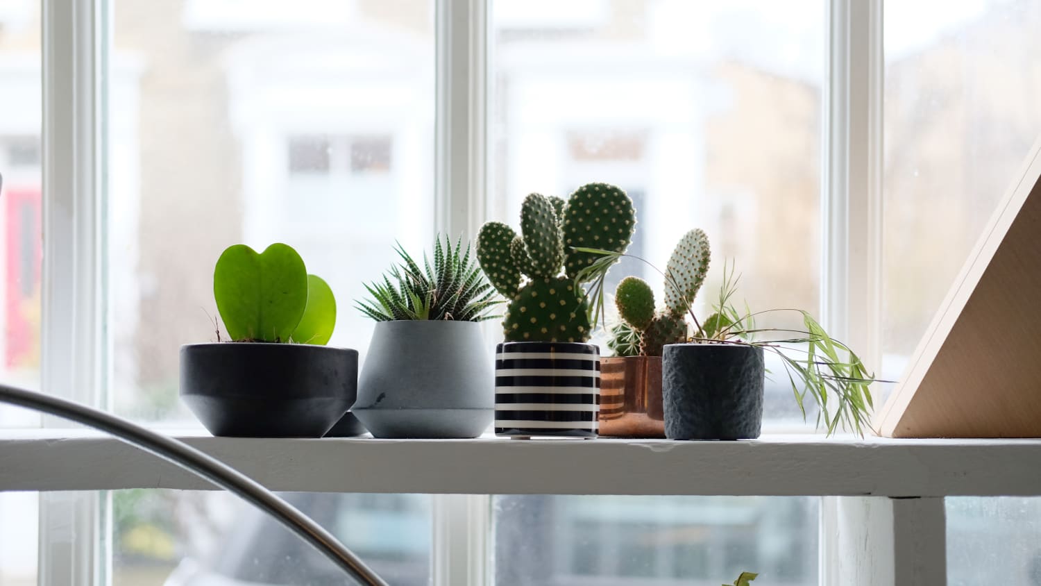 Indoor Plant Care Tip Flower Pot Coffee Filter Liners Apartment Therapy