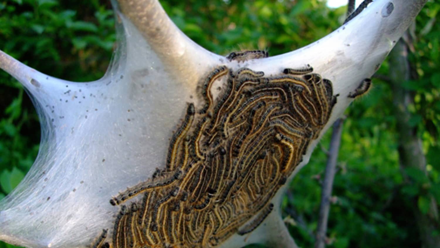 Bagworms en árboles frutales