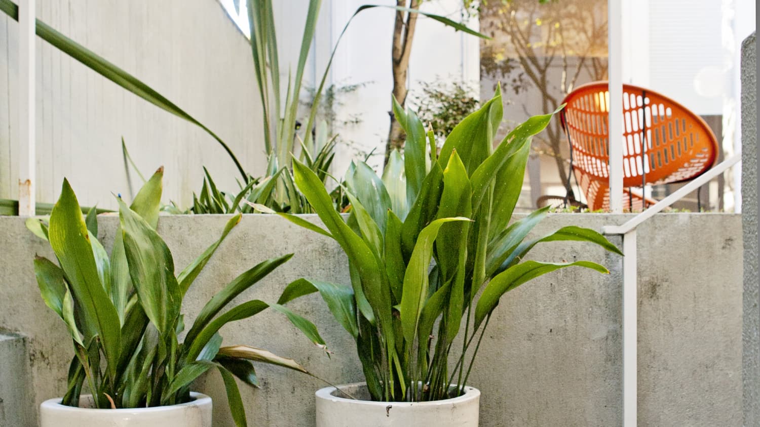 Cast Iron Plant Care How To Grow Maintain Cast Iron Plants
