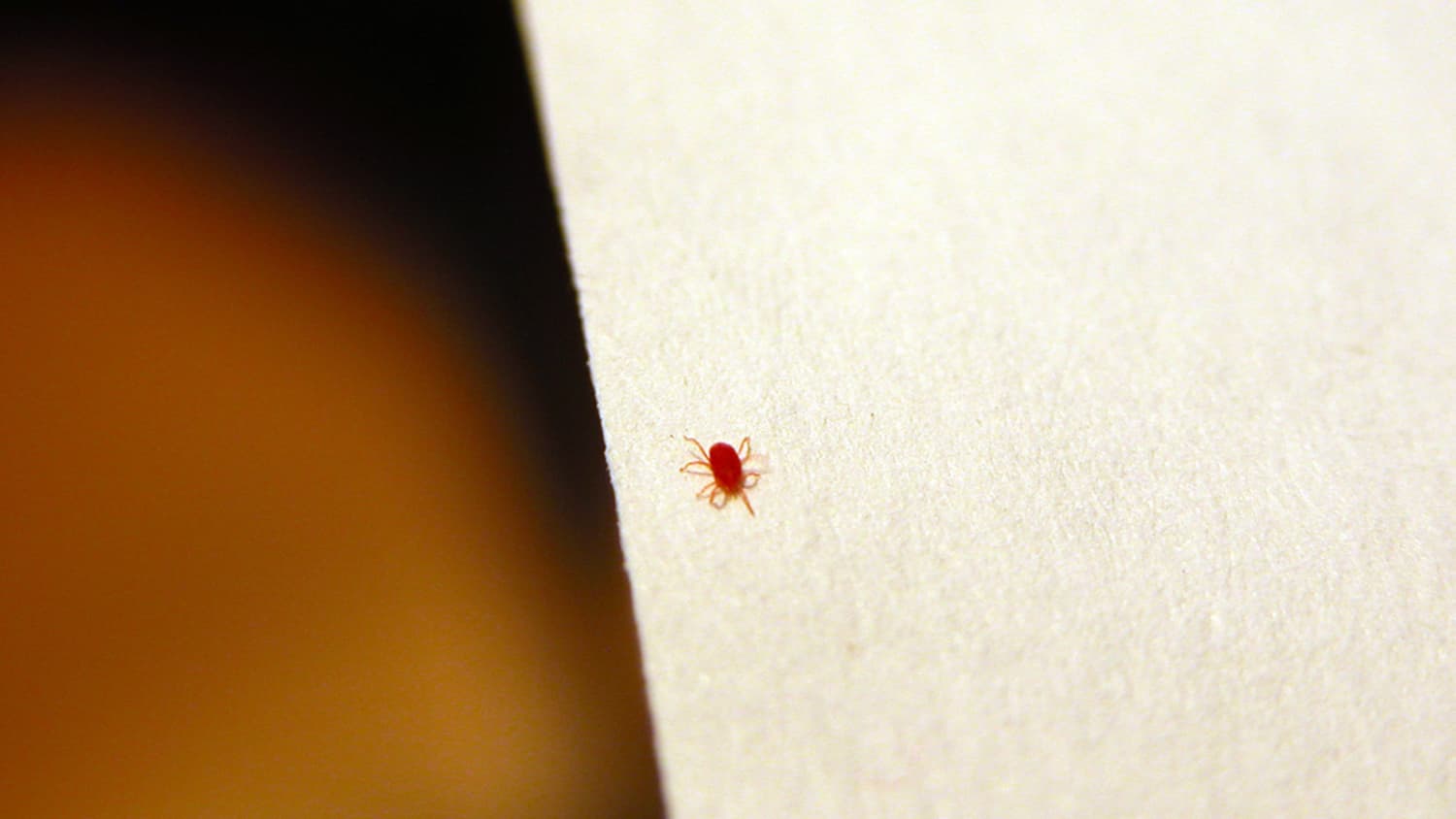 What Are Those Tiny Red Bugs All About Clover Mites Apartment