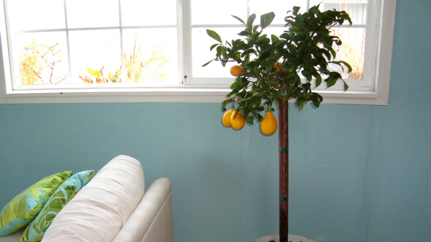 Growing Citrus Indoors: 5 Helpful Tips | Apartment Therapy