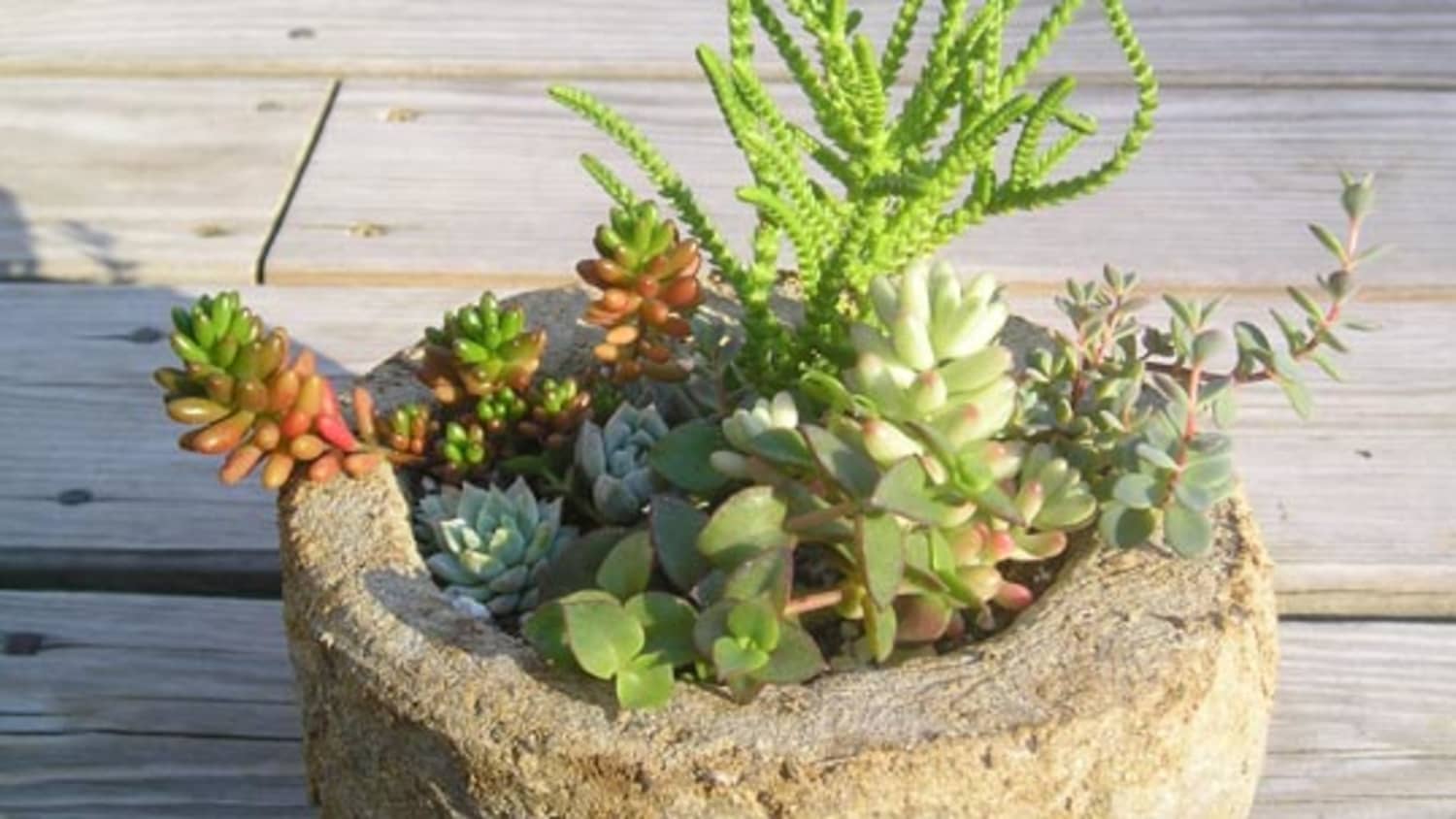 How To Callus Succulents And Cacti Apartment Therapy