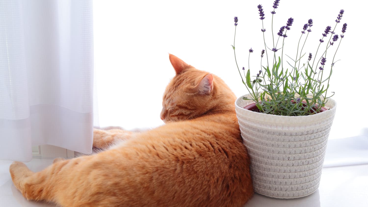 Are Essential Oils Safe For Cats Lavender Other Oil Toxicity