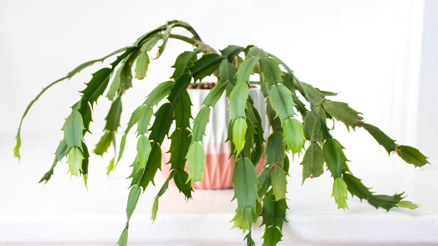Christmas Cactus Care How To Grow Maintain Christmas Cactuses