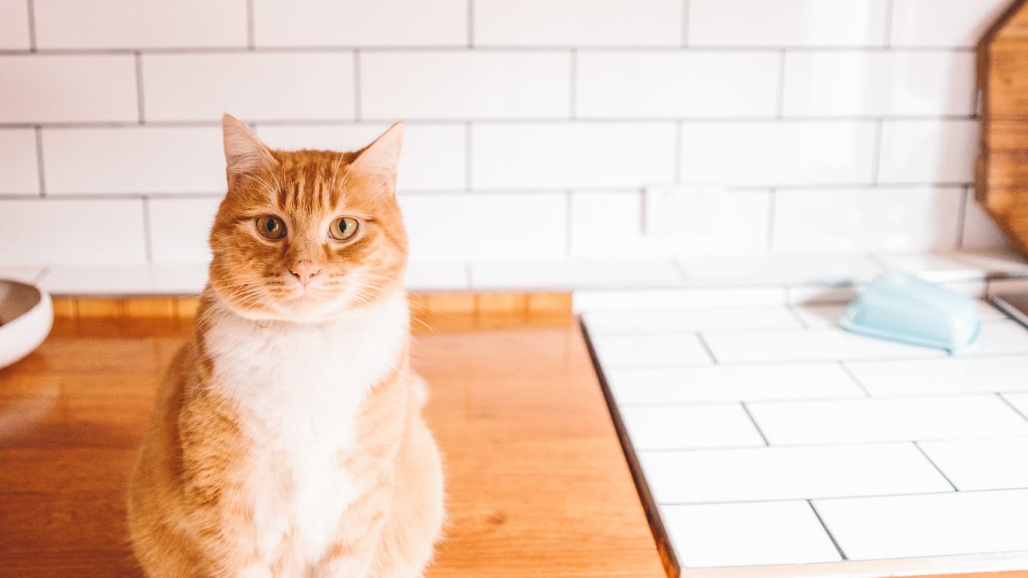 The Not Very Satisfying Reason Your Cat Keeps Knocking Stuff Off