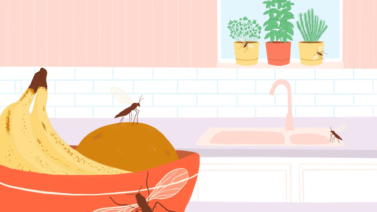 How To Get Rid Of Gnats Apartment Therapy