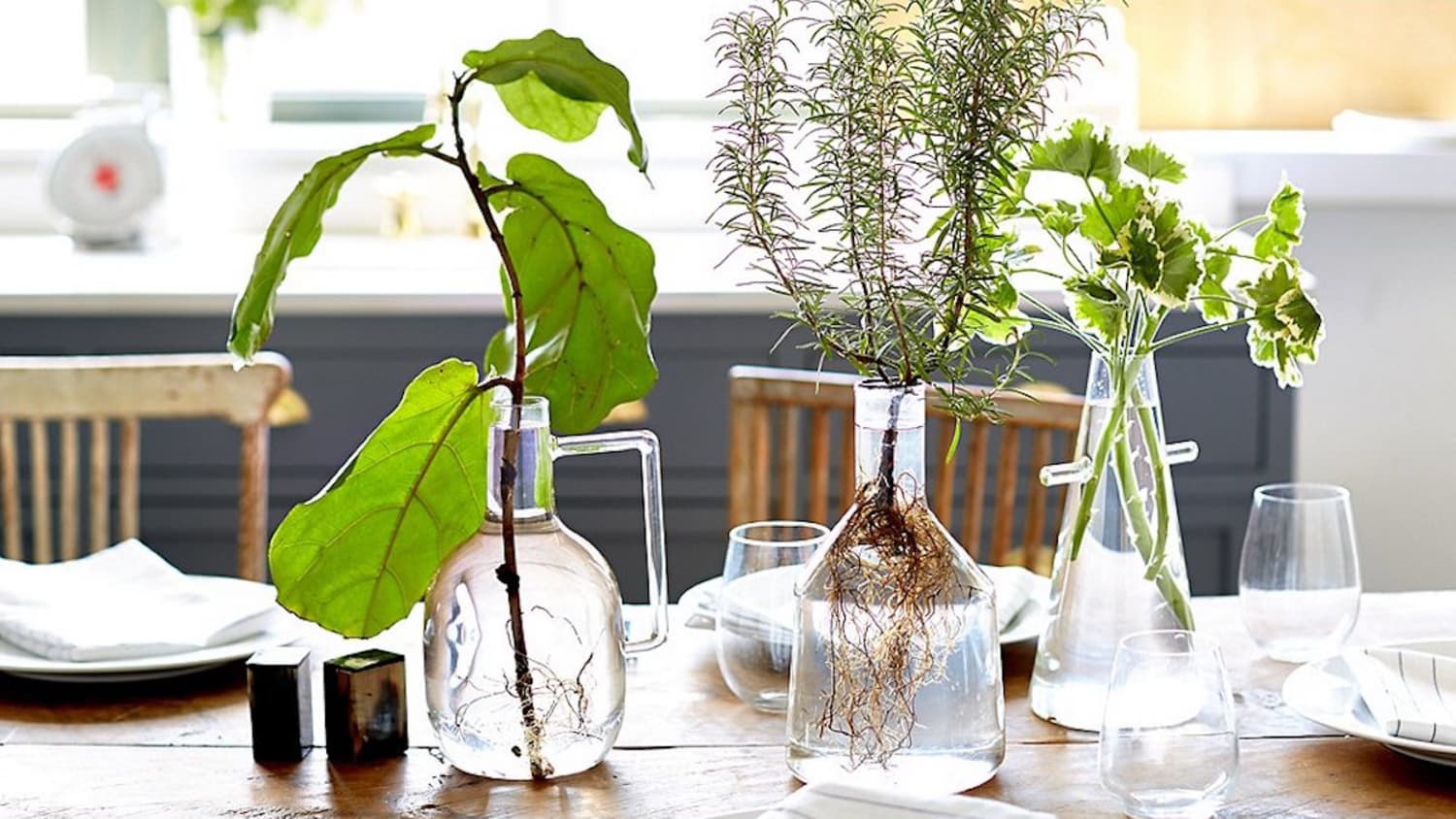 Hydroponic Gardening How To Grow Plants In Water Apartment Therapy