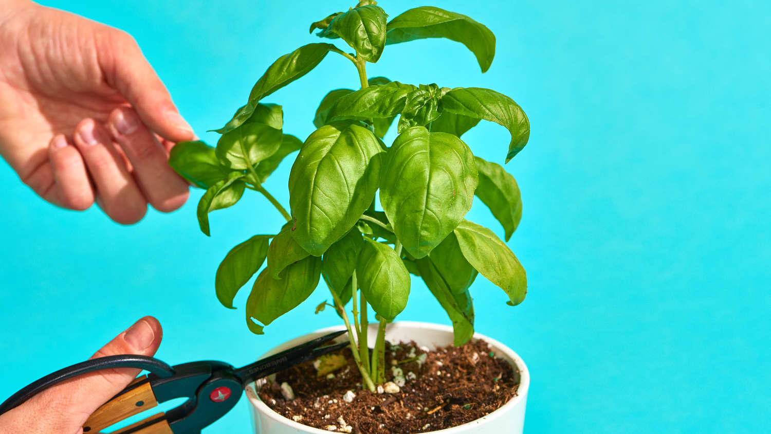 How To Grow Basil In An Indoor Pot Or Outdoors Apartment Therapy