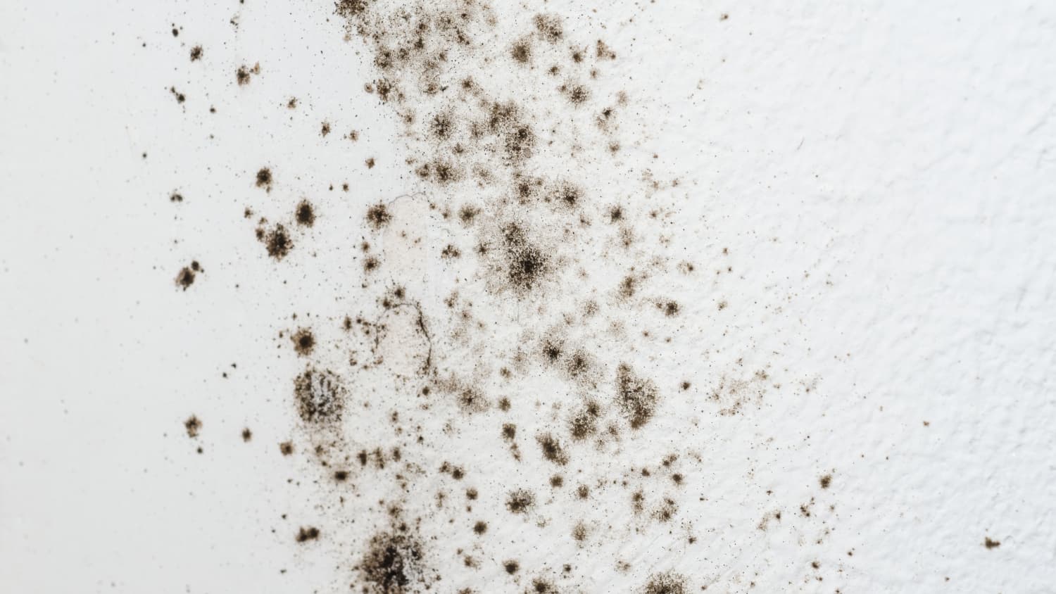 Black Mold Symptoms - How To Get Rid Of Black Mold  Apartment Therapy