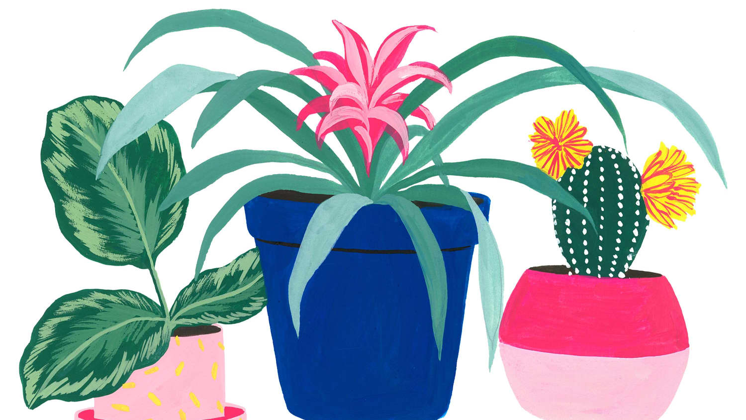 The Complete Guide To Common Houseplants Apartment Therapy Clip art, other clipart, watercolor florals tags: apartment therapy