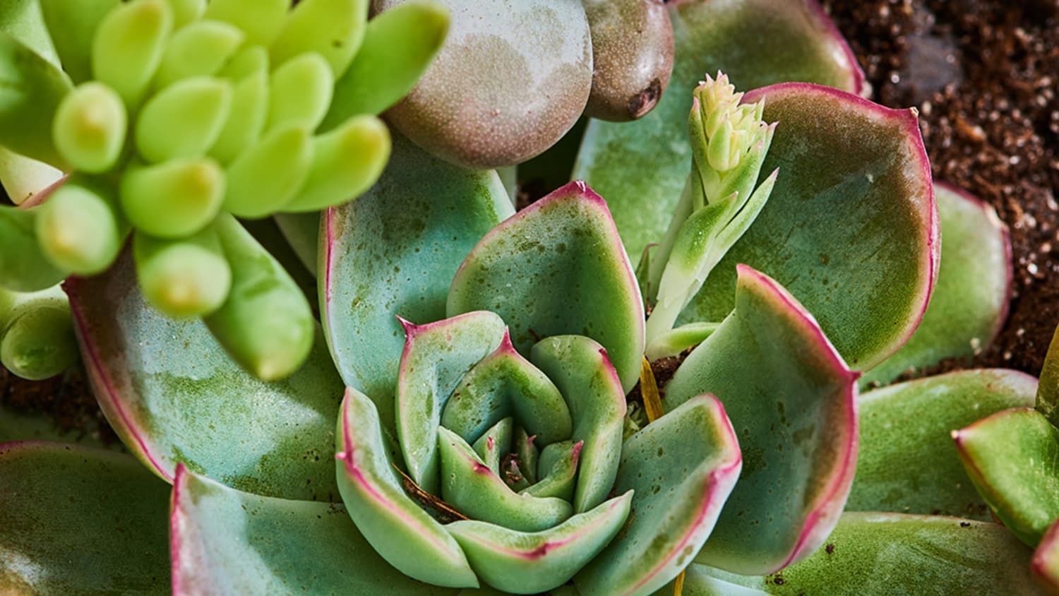 Echeveria Plant Care How To Grow Maintain Echeveria Plants Apartment Therapy