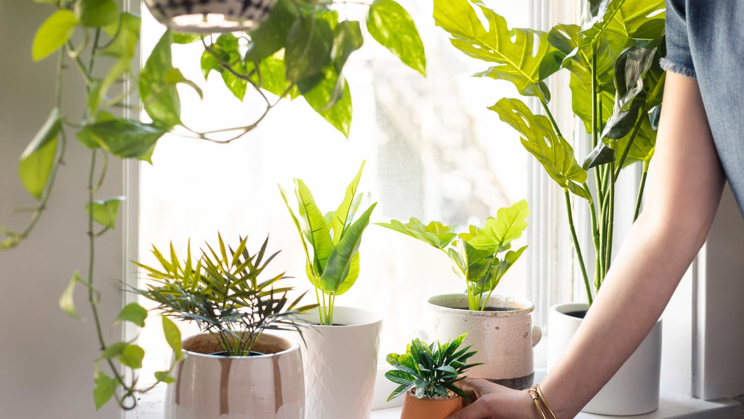 How To Make DIY Artificial Plant, Money Plant