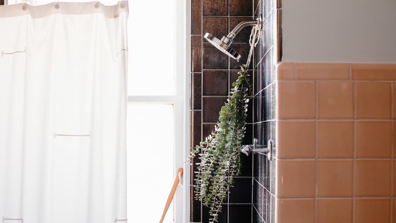 Eucalyptus in Shower: How to Hang Eucalyptus in the Shower | Apartment  Therapy