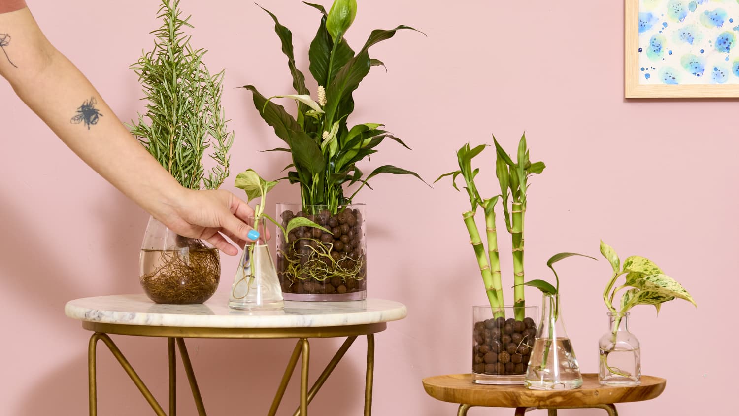 Can You Move Hydroponic Plants to Soil: Expert Tips Revealed