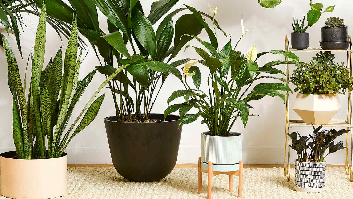 9 Easiest Houseplants Any Beginner Can Keep Alive (Really!) | Apartment  Therapy