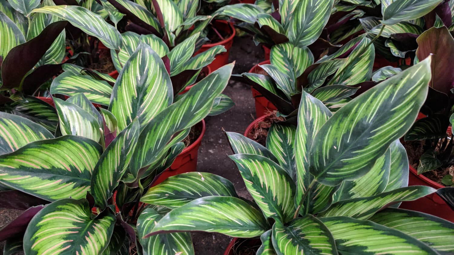 Calathea Plant Care How To Grow Maintain Calathea Prayer Plants Apartment Therapy