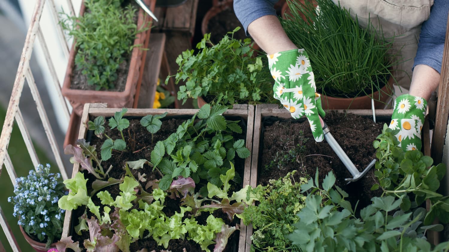 14 Foods You Can Re Grow From Kitchen Scraps Apartment Therapy