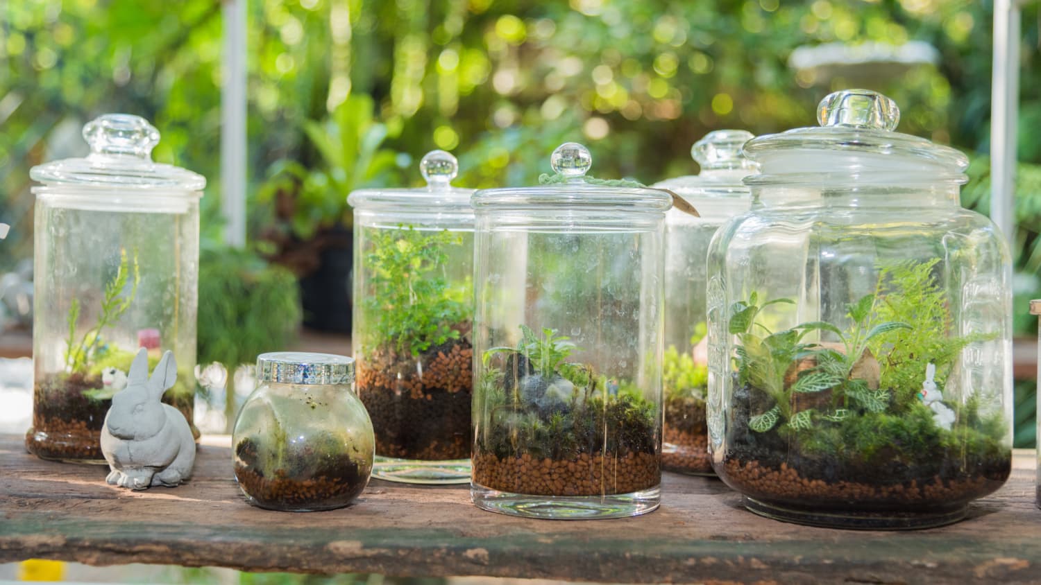 6 Best Terrarium Plants