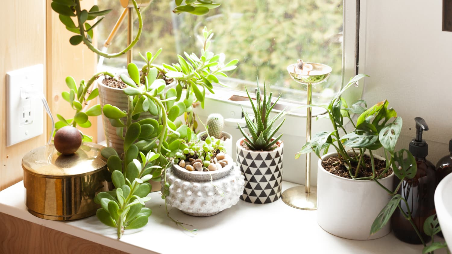 watering money plant Golden Money Plant With Self Watering Pot