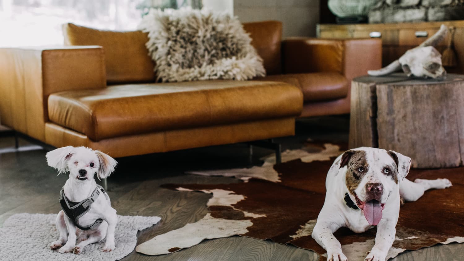 Fostering Dogs 12 Things You Need To Know Apartment Therapy