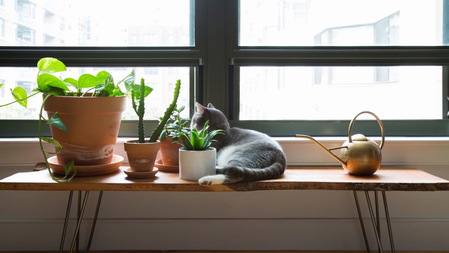 5 Houseplants That Are Safe For Cats Apartment Therapy