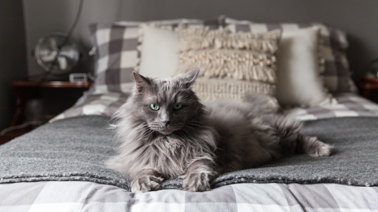 What You Absolutely Need To Buy If You Have A Cat Apartment Therapy