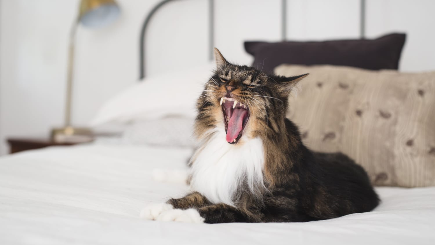 How To Make A Small Apartment More Fun For A Cat Apartment Therapy