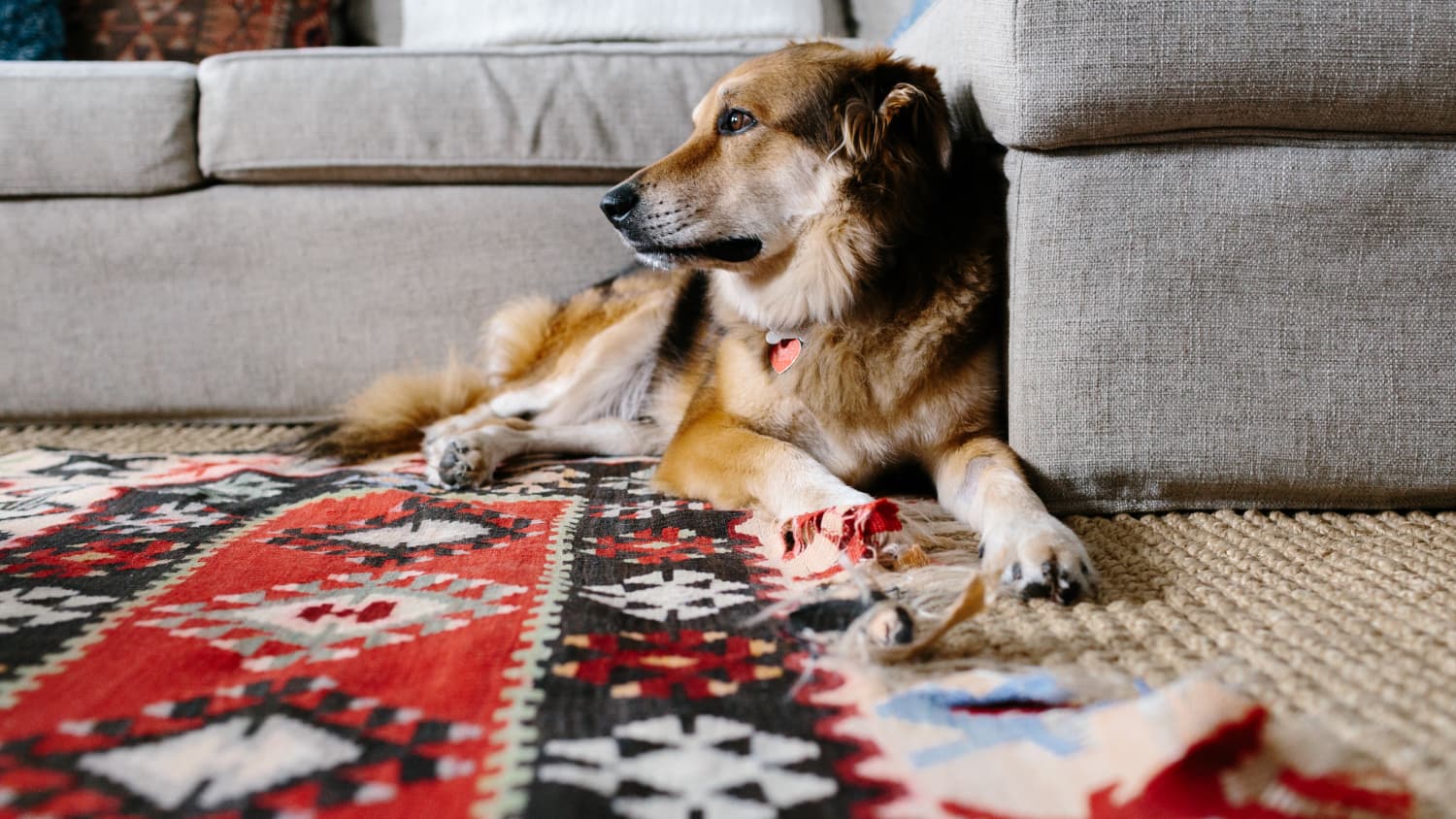  Pet Rugs For Wet Weather