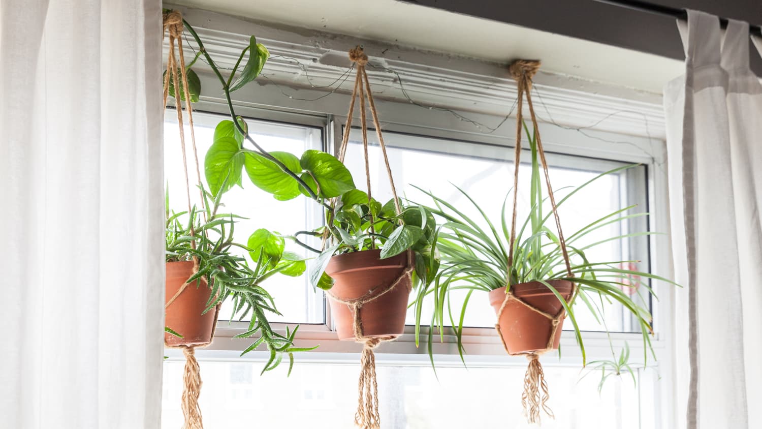 Wo kann man hängende Pflanzen drinnen aufstellen